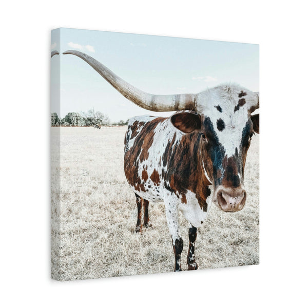 Charlotte The Longhorn Cow Square Canvas